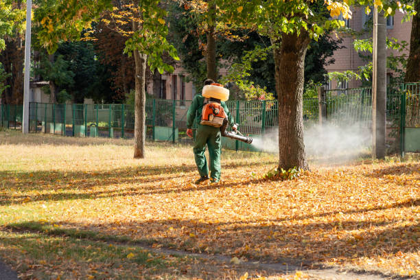 Best Insect Control  in Sullivan City, TX